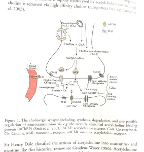 cholinergic synapse