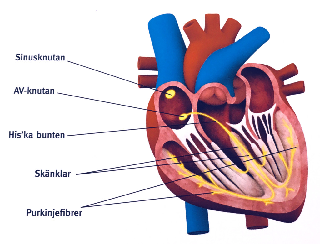 Electrical impulses make heart contractions and blood flow - Anna´s diary